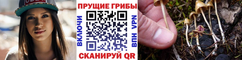 Галлюциногенные грибы Psilocybe  ОМГ ОМГ tor  Весьегонск  закладка 